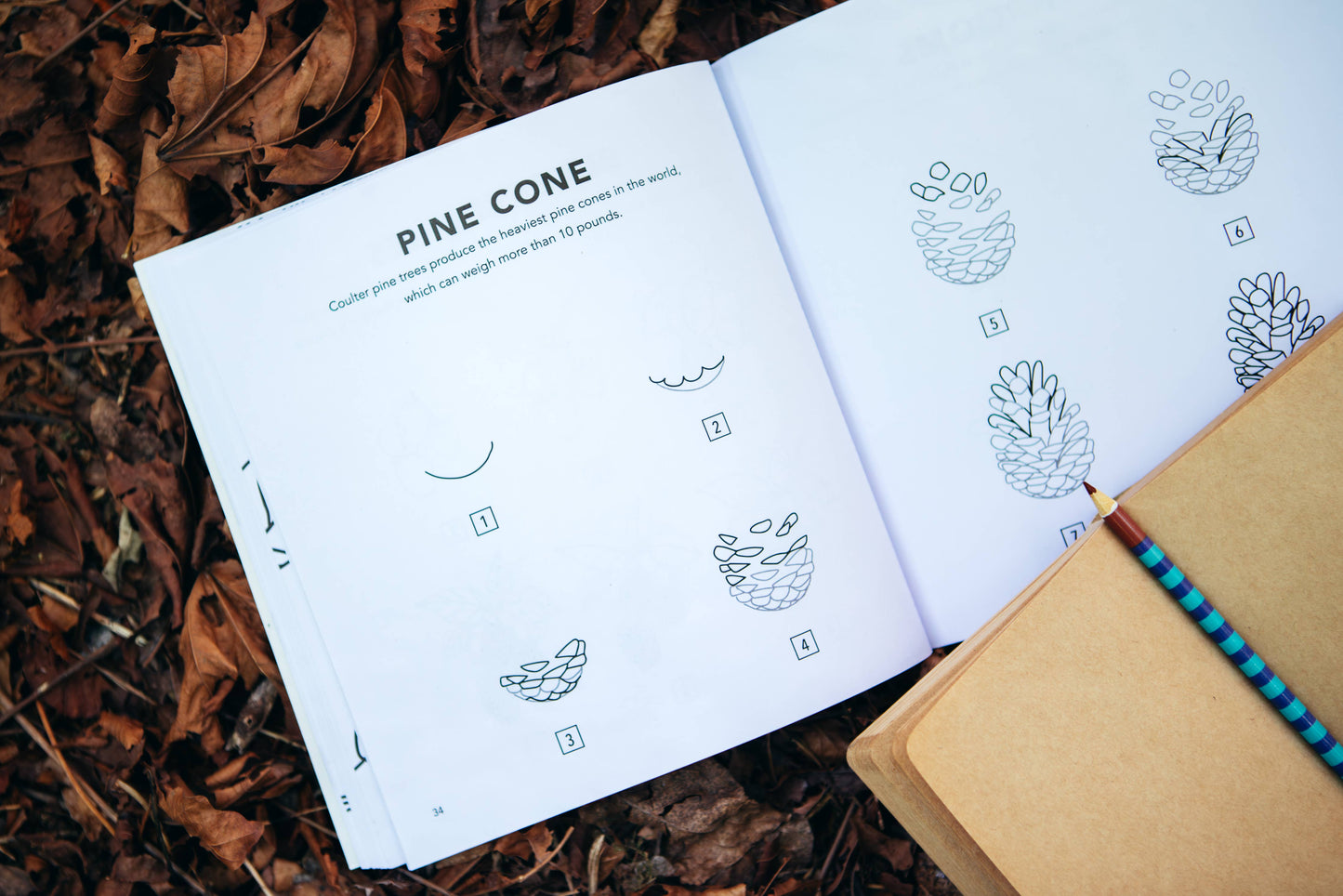 Fall Things: How to Draw