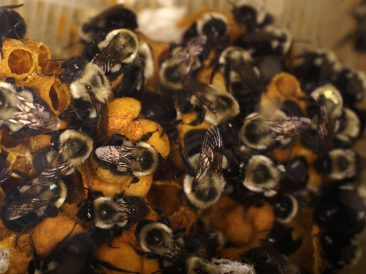 Dressing Your Little One in Organic Cotton Is Helping Save the Bees